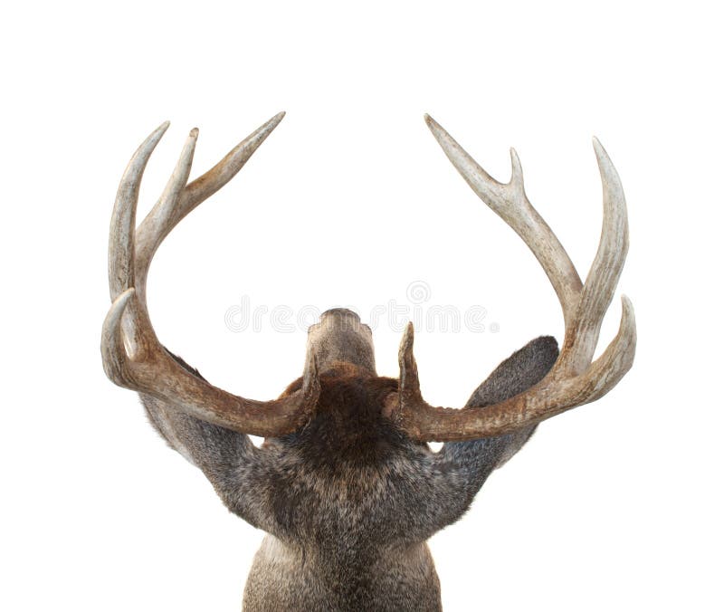 Tête de type de cerfs communs de Whitetail de ci-avant photos libres de droits Tête de type de cerfs communs de Whitetail de ci-avant photos libres de droits