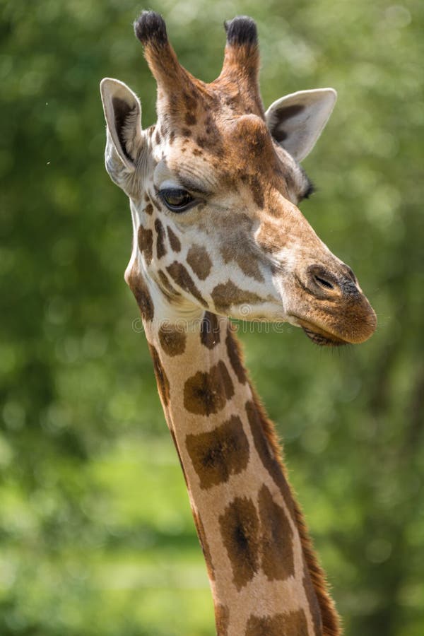 Portrait of a Rothschild giraffe gently looking to the side in front of green blurred background. Portrait of a Rothschild giraffe gently looking to the side in front of green blurred background