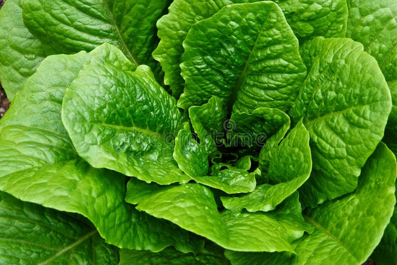 Tête feuillue verte de Romaine Lettuce dans un jardin photos stock Tête feuillue verte de Romaine Lettuce dans un jardin photos stock
