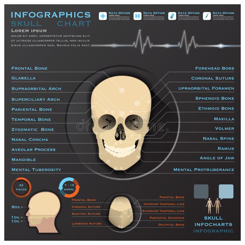 Tête humaine Infographic médical Infochart de crâne illustration libre de droits Tête humaine Infographic médical Infochart de crâne illustration libre de droits