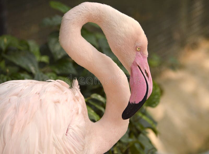 Tête rose de flamant photographie stock libre de droits Tête rose de flamant photographie stock libre de droits