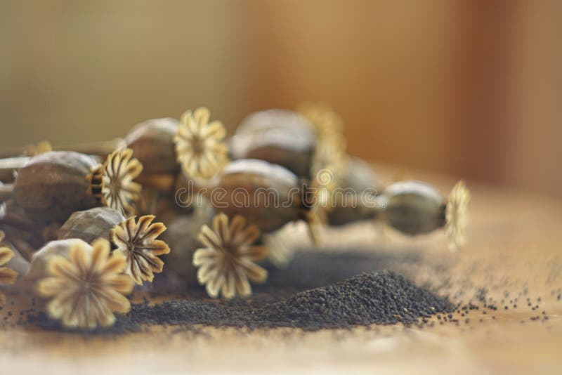 Têtes de pavot d'automne avec des clous de girofle image stock