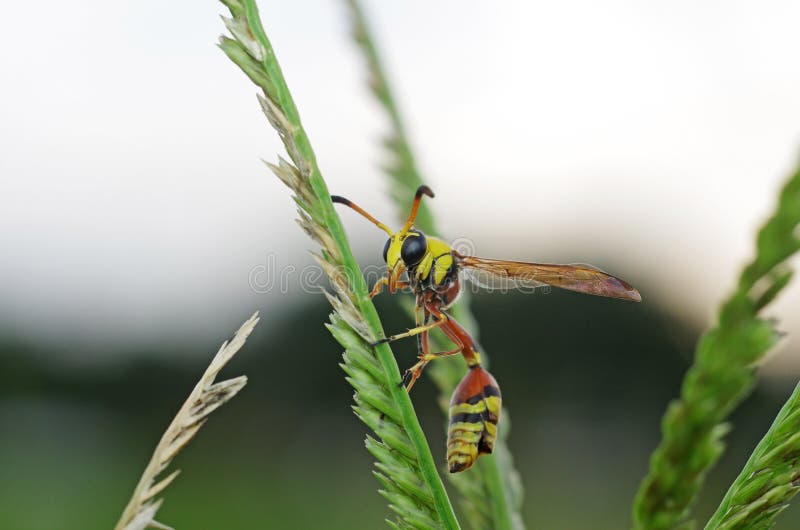 Potter wasp is staying on the grass shoot. Potter wasp is staying on the grass shoot