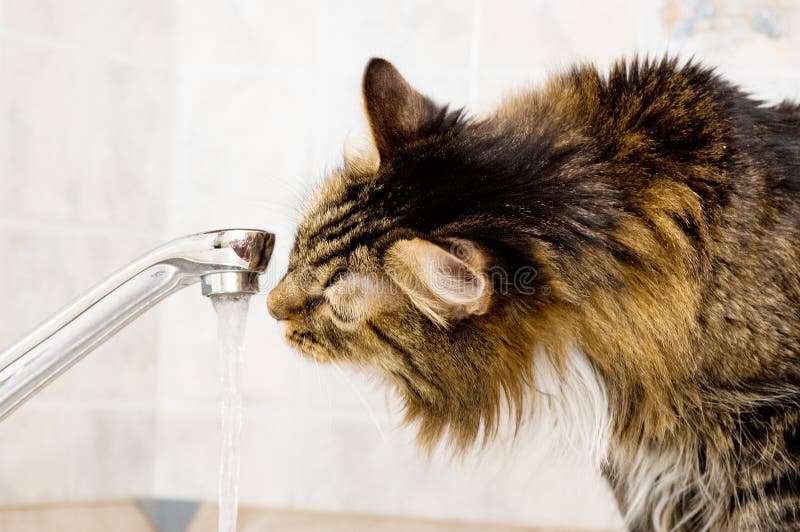 Törstad katt arkivbild Törstad katt arkivbild