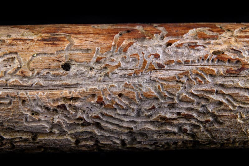 Small tunnels of bark beetles in the dry branch of a pine tree. Destroyed branch by forest pests. Dark background, agrilus, animal, arthropod, ash, beatles, borer, branches, brown, bug, cavities, close, coleoptera, damage, dead, detail, disruption, eating, ecological, emerald, feeding, foliage, hole, insect, invasive, killed, lines, macro, markings, marks, nature, old, outdoor, pattern, rough, scolytinae, species, standing, texture, trace, track, trunk, under, wood. Small tunnels of bark beetles in the dry branch of a pine tree. Destroyed branch by forest pests. Dark background, agrilus, animal, arthropod, ash, beatles, borer, branches, brown, bug, cavities, close, coleoptera, damage, dead, detail, disruption, eating, ecological, emerald, feeding, foliage, hole, insect, invasive, killed, lines, macro, markings, marks, nature, old, outdoor, pattern, rough, scolytinae, species, standing, texture, trace, track, trunk, under, wood