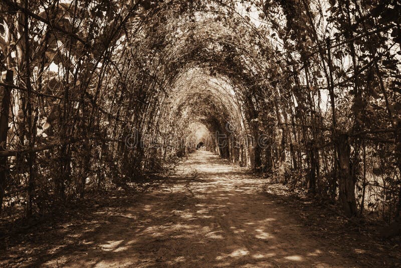 Túnel del árbol imagenes de archivo Túnel del árbol imagenes de archivo