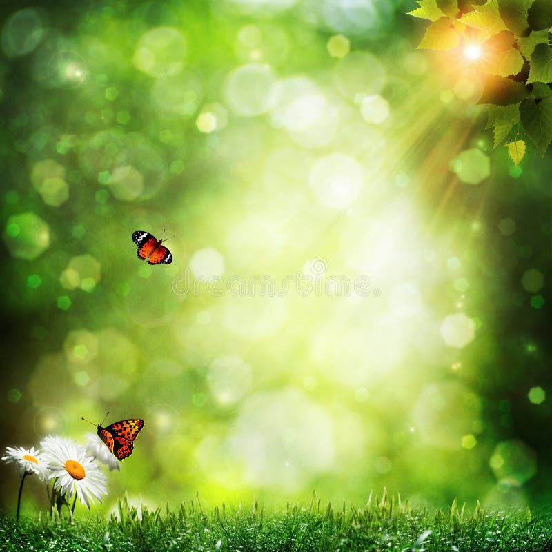 Abstract summer backgrounds with daisy flowers and butterfly. Abstract summer backgrounds with daisy flowers and butterfly