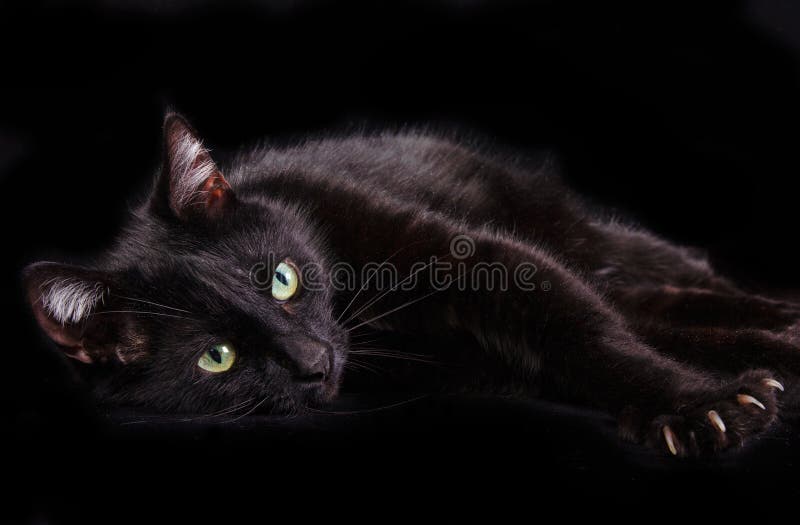 Tła czarny kota pazurów pokazywać