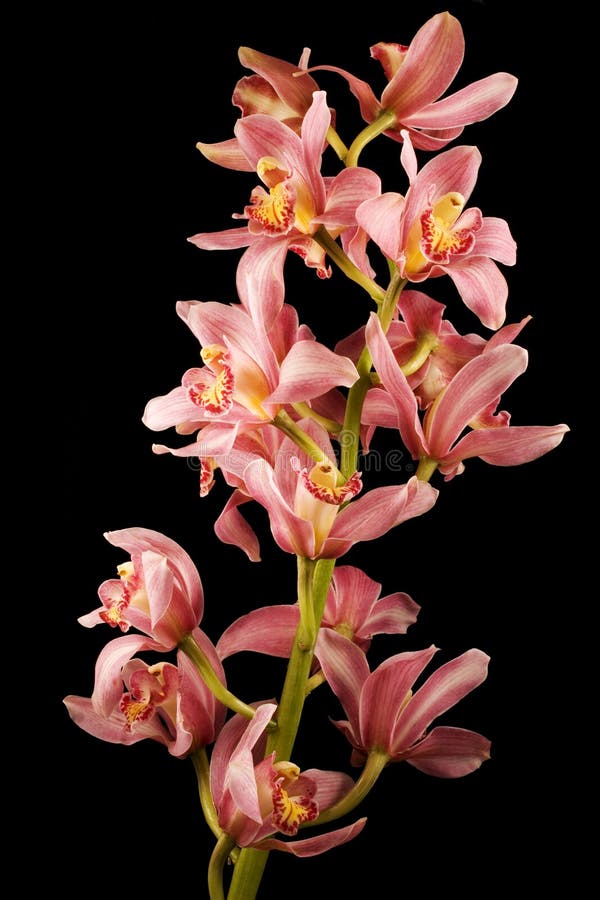 Tła czarny orchidei menchii purpury zdjęcie stock
