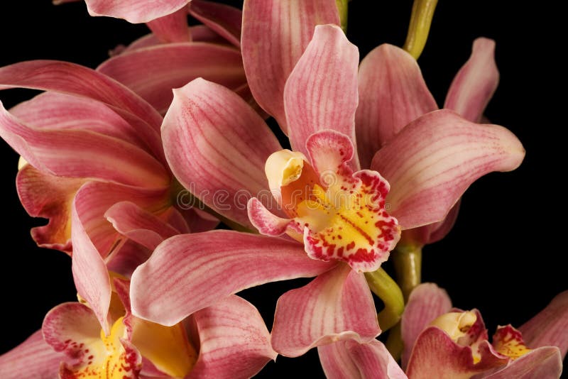 Tła czarny orchidei menchii purpury zdjęcia stock