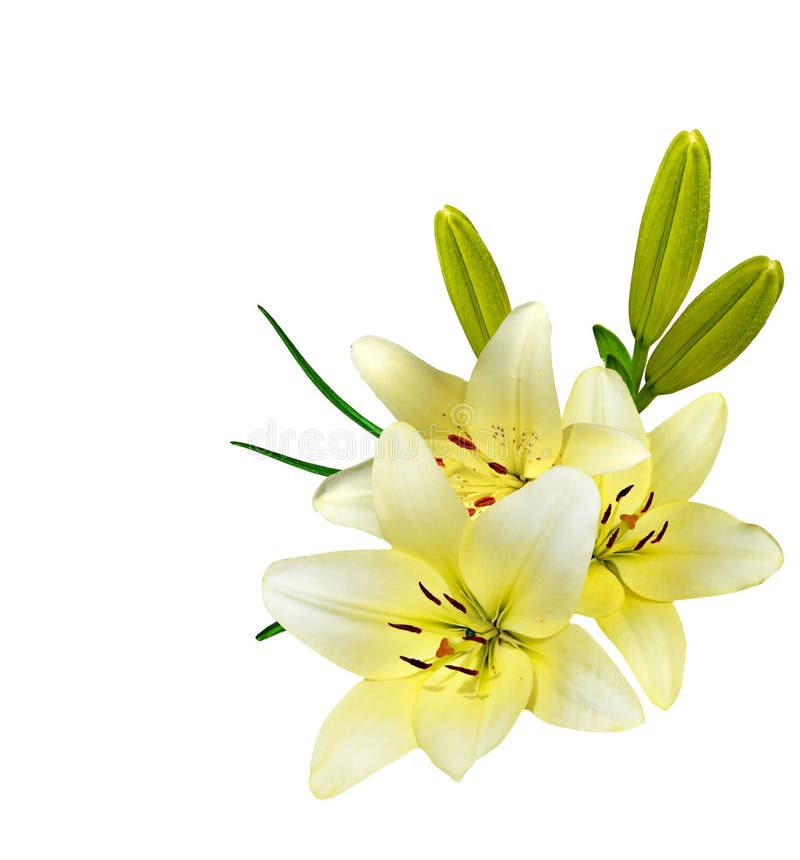 Flower lily isolated on white background. Delicate flower. Flower lily isolated on white background. Delicate flower