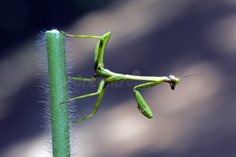 Praying mantis or mantid insect of the family Mantidae ordem Mantodea Local: Sao Paulo - SP - Brazil Date: 12/2011. Praying mantis or mantid insect of the family Mantidae ordem Mantodea Local: Sao Paulo - SP - Brazil Date: 12/2011