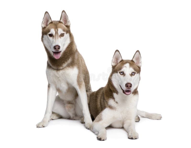 Husky dogs, 4 and 1 year old, sitting in front of white background, studio shot. Husky dogs, 4 and 1 year old, sitting in front of white background, studio shot