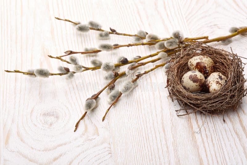 Tło barwiący Easter jajek eps8 formata czerwony tulipanu wektor. Wielkanocna dekoracja Przepiórek jajka w gniazdeczku i gałąź wierzba na drewnianym tle Odgórny widok z kopii przestrzenią