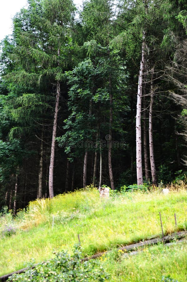 Tło drzew. Drzewa zielone sfotografowane w lecie