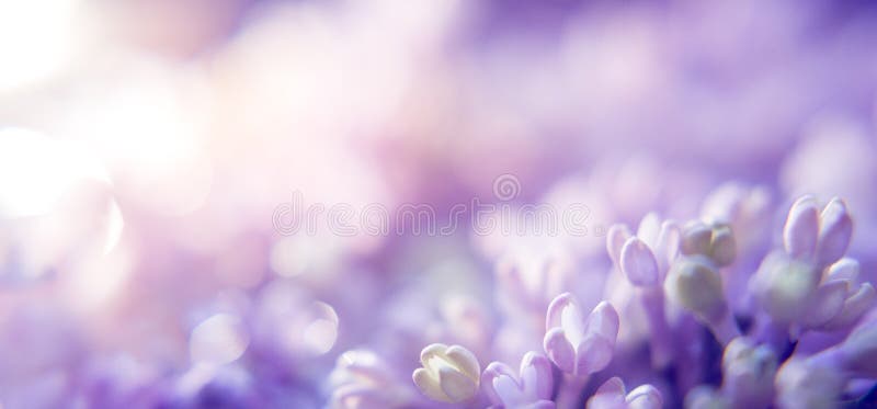 Tło kwiatowe z lilą i rozmyciem. fioletowe kwiaty z bokeh. baner wiosenny zdjęcia royalty free