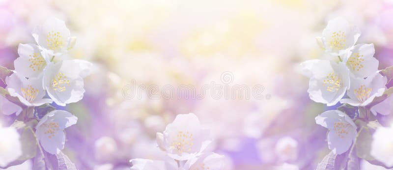 Tło mleczy spring pełne meadow żółty fotografia stock