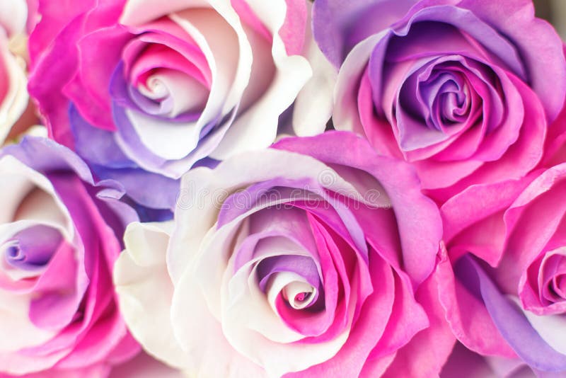 TÅ‚o multicolor róże Purpura, purpury, Å›mietanka, menchia barwi zdjęcia stock TÅ‚o multicolor róże Purpura, purpury, Å›mietanka, menchia barwi zdjęcia stock