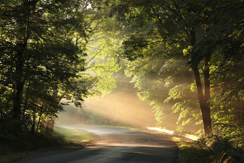 Tło przyrodnicze mgła mgła lasu o zachodzie słońca ranek Słońce promienie słoneczne promienie słoneczne Drogowe lasy leśne pozost
