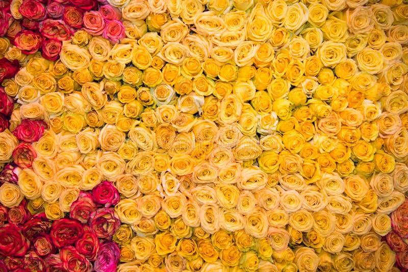 Tło różowych kwiatów żółta biała herbata różowa Tła, obiekty, projekty Kwiaciarnia