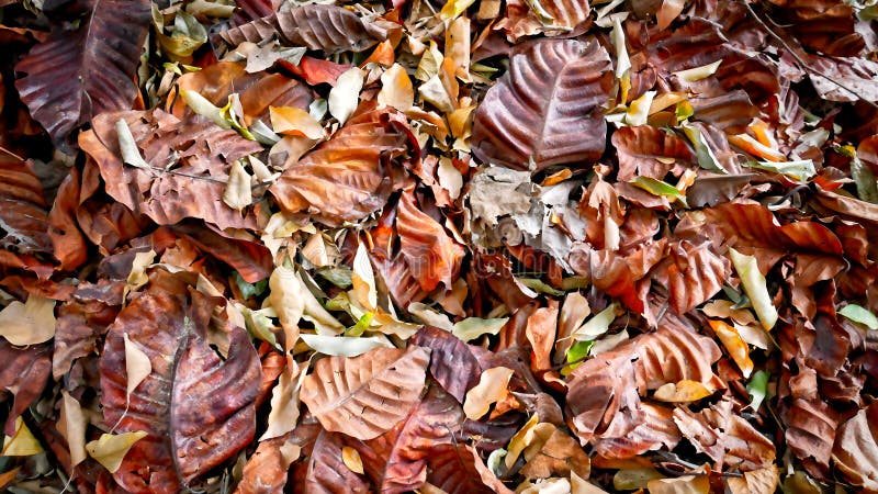 Tło stos Brown i pomarańcze Suszący liście zdjęcie stock
