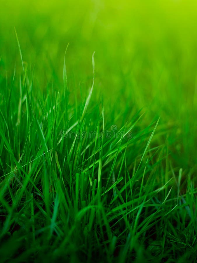 Tło trawa fotografia royalty free