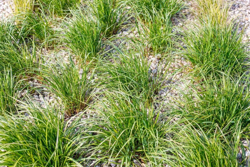 Background of Vetiver Grass, nature concept. Background of Vetiver Grass, nature concept