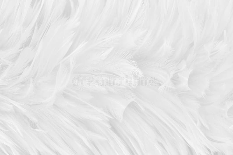 Tło z pięknym białym szarym piórem ptaków