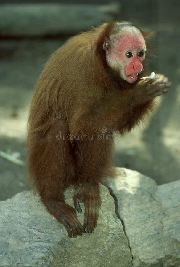Uakari stock photo. Image of ecuador, sciureus, brazil 8475016