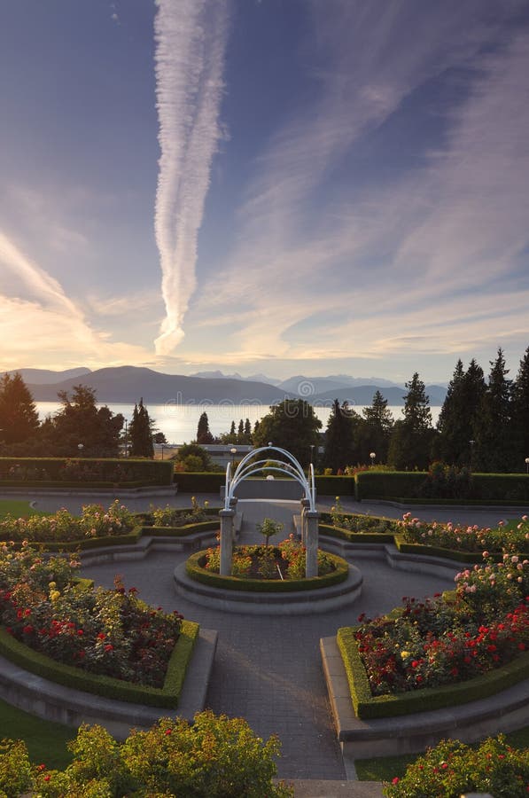 UBC rose garden stock image. Image of bush, landscape 6099711