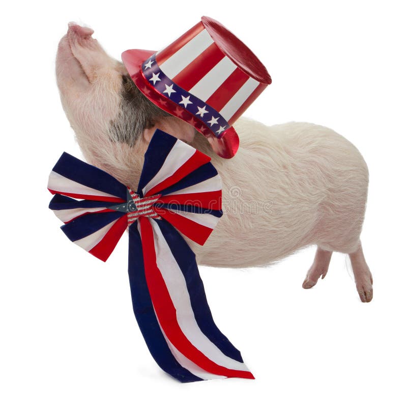 A pot-bellied pig wearing a patriotic red, white and blue hat and bow with stars for a fourth of July celebration. A pot-bellied pig wearing a patriotic red, white and blue hat and bow with stars for a fourth of July celebration