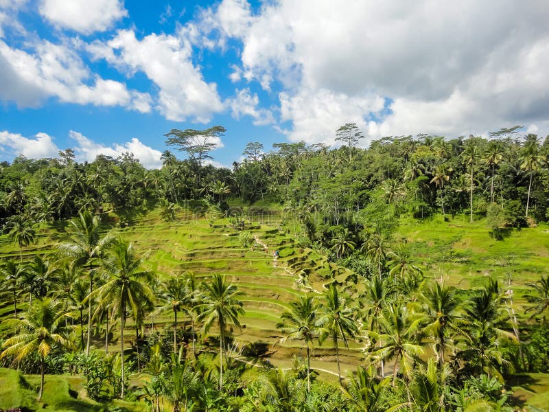 Ubud, Bali fotografia royalty free Ubud, Bali fotografia royalty free