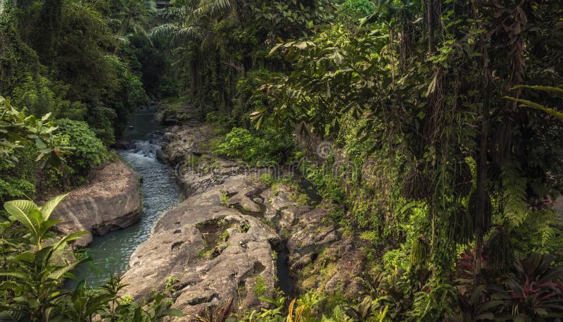 Ubud river among lush tropical forest on Bali royalty free stock photos