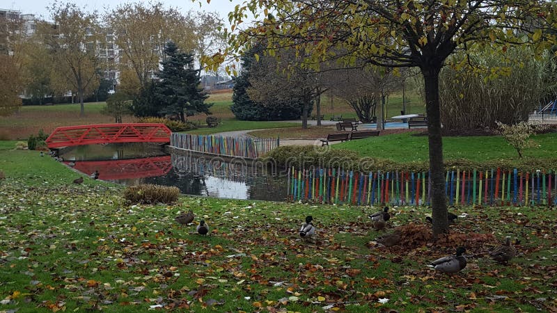 Uccelli acquari alberi fotografia stock