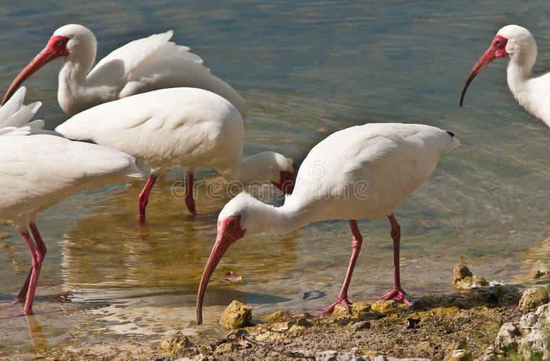 Uccelli bianchi dell'ibis che si alimentano in uno stagno fotografia stock Uccelli bianchi dell'ibis che si alimentano in uno stagno fotografia stock