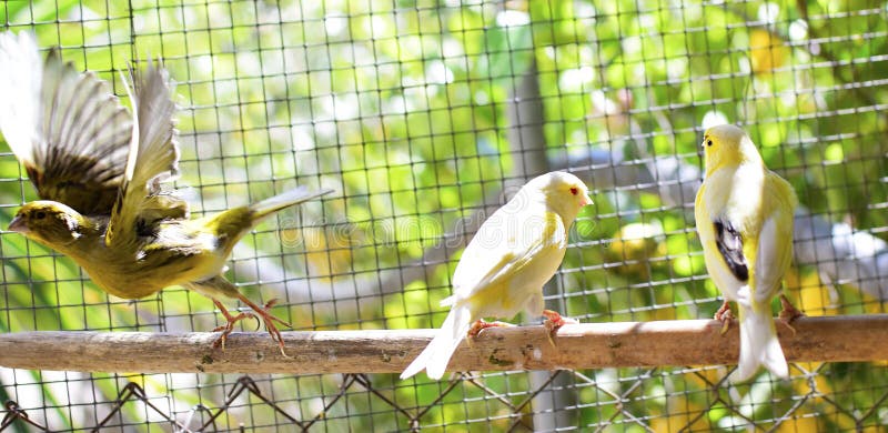 Uccelli color giallo canarino dentro una gabbia circa per prendere volo immagini stock libere da diritti Uccelli color giallo canarino dentro una gabbia circa per prendere volo immagini stock libere da diritti