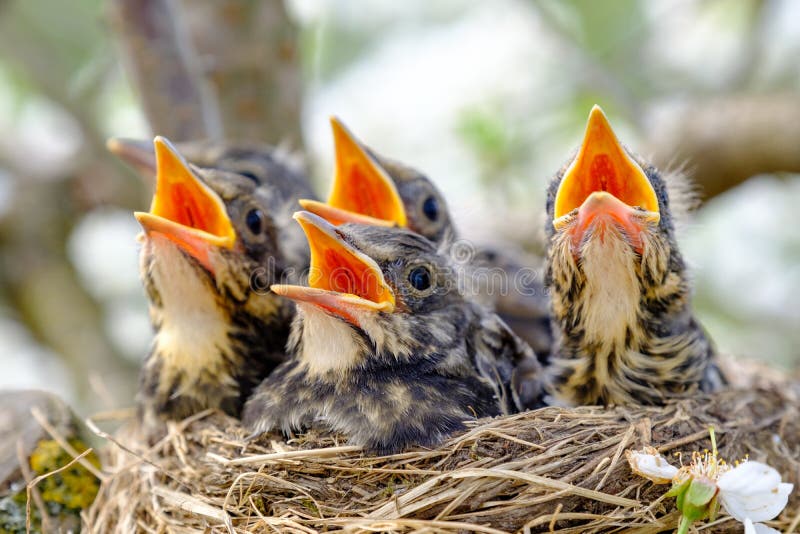 Uccelli di bambino del primo piano con la bocca spalancata sui giovani uccelli del nido con il becco arancio, accoccolantesi nell