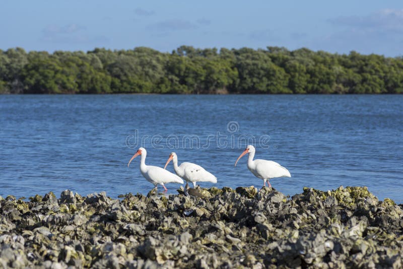 Uccelli di mare bianchi dell'ibis in Florida fotografie stock Uccelli di mare bianchi dell'ibis in Florida fotografie stock