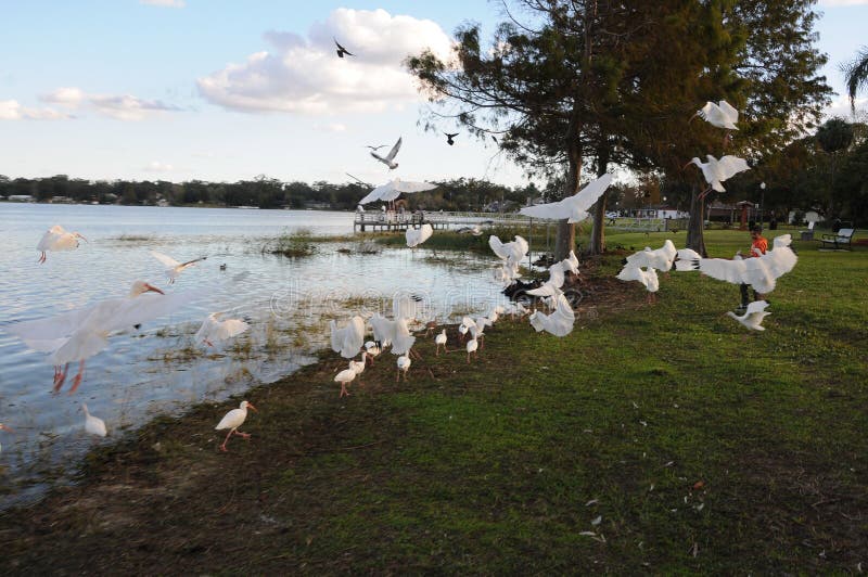Uccelli di Sanderpipers sul lago nel villaggio di Ocoee fotografia stock Uccelli di Sanderpipers sul lago nel villaggio di Ocoee fotografia stock