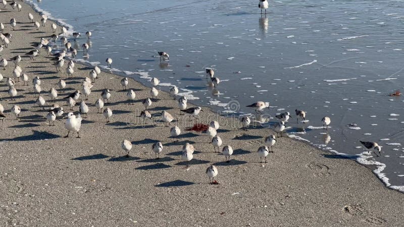 Uccelli marini sulla costa dell'oceano atlantico