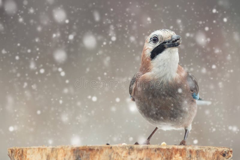 Uccelli nell'inverno - ghiandaia euroasiatica, glandarius del Garrulus, sedentesi su un bastone durante le precipitazioni nevose immagini stock libere da diritti Uccelli nell'inverno - ghiandaia euroasiatica, glandarius del Garrulus, sedentesi su un bastone durante le precipitazioni nevose immagini stock libere da diritti