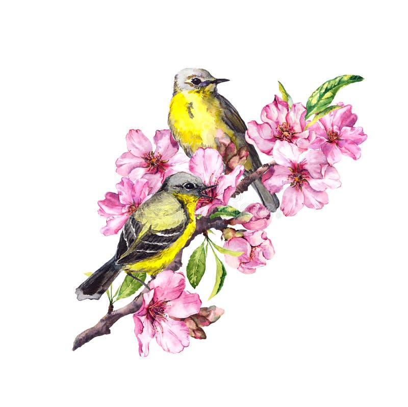 Uccelli sul ramo del fiore con la mela rosa, fiori sakura della ciliegia Albero di fioritura dell'acquerello illustrazione vettoriale Uccelli sul ramo del fiore con la mela rosa, fiori sakura della ciliegia Albero di fioritura dell'acquerello illustrazione vettoriale