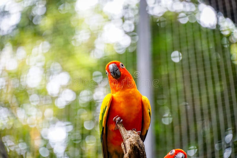 uccelli svegli sul ramo di albero, parrocchetto del pappagallo di conuro di Sun nello zoo immagine stock libera da diritti uccelli svegli sul ramo di albero, parrocchetto del pappagallo di conuro di Sun nello zoo immagine stock libera da diritti