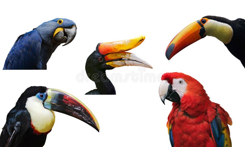 Uccelli tropicali