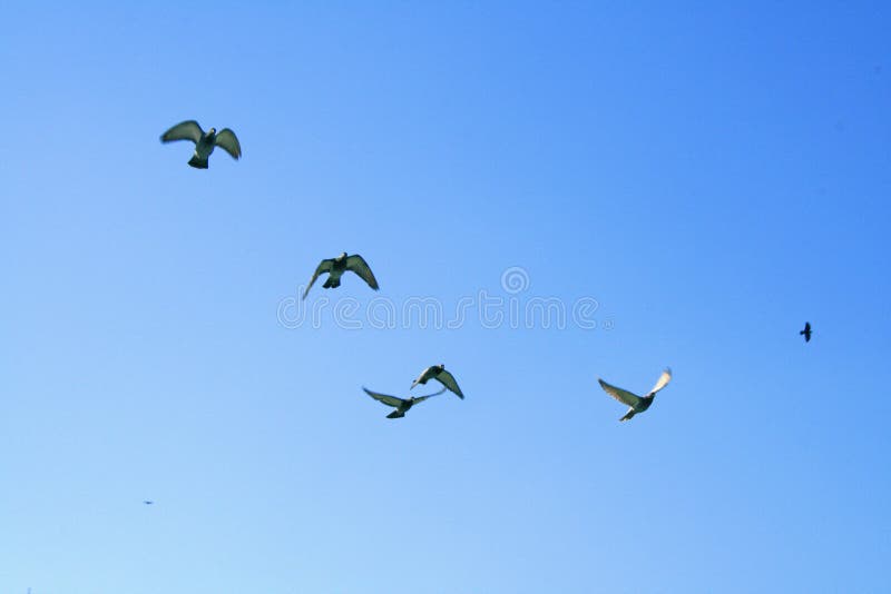 Uccelli in un cielo blu immagini stock Uccelli in un cielo blu immagini stock