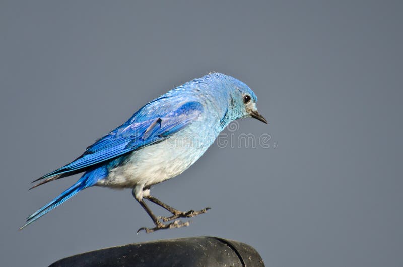 Uccellino azzurro della montagna sospeso in a mezz'aria
