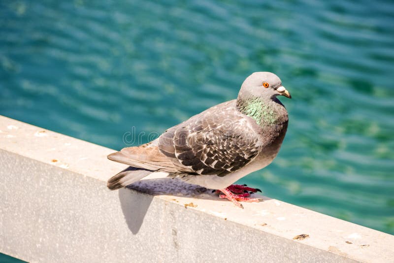 Uccello acquatico del fratino del piccione fotografia stock libera da diritti Uccello acquatico del fratino del piccione fotografia stock libera da diritti