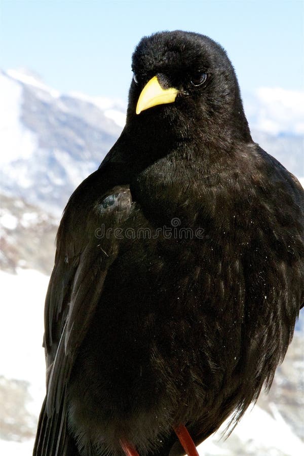 A black bird high in the Swiss Alps at Jungfraujoch. A black bird high in the Swiss Alps at Jungfraujoch.