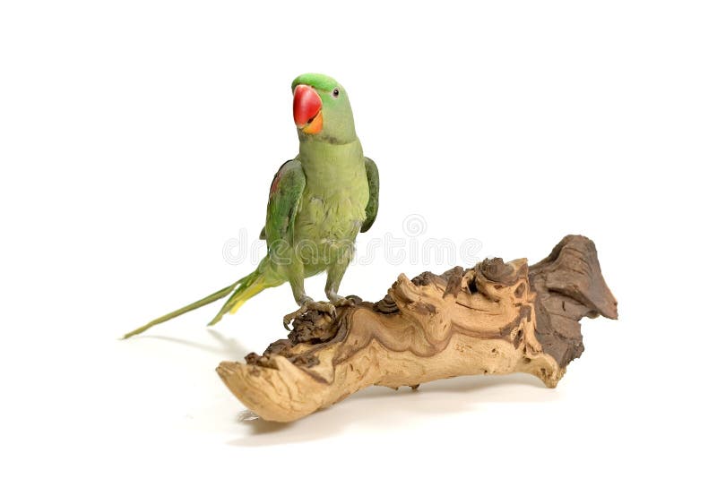 Uccello appollaiato su legno