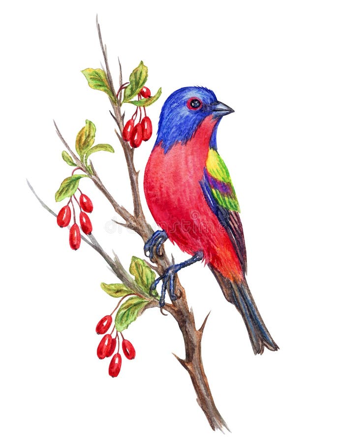 Uccello colorato che cuoce su una ramificazione di un acquavite di barboni che si disegna su uno sfondo bianco illustrazione vettoriale